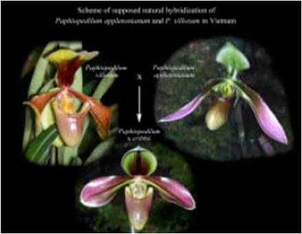 Hoa gieo tứ tuyệt 3 - Page 17 LoadImage.asp?fn=\General\Tin%20t%E1%BB%A9c\201006\Paphiopedilum%20x%20cribbii%206