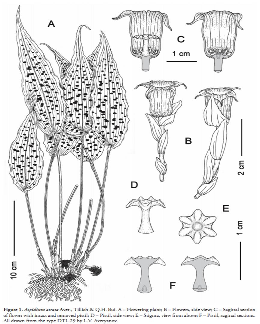 Aspidistra atrata on Wulfenia 23 (2016) - 1.jpg at www.BotanyVN.com