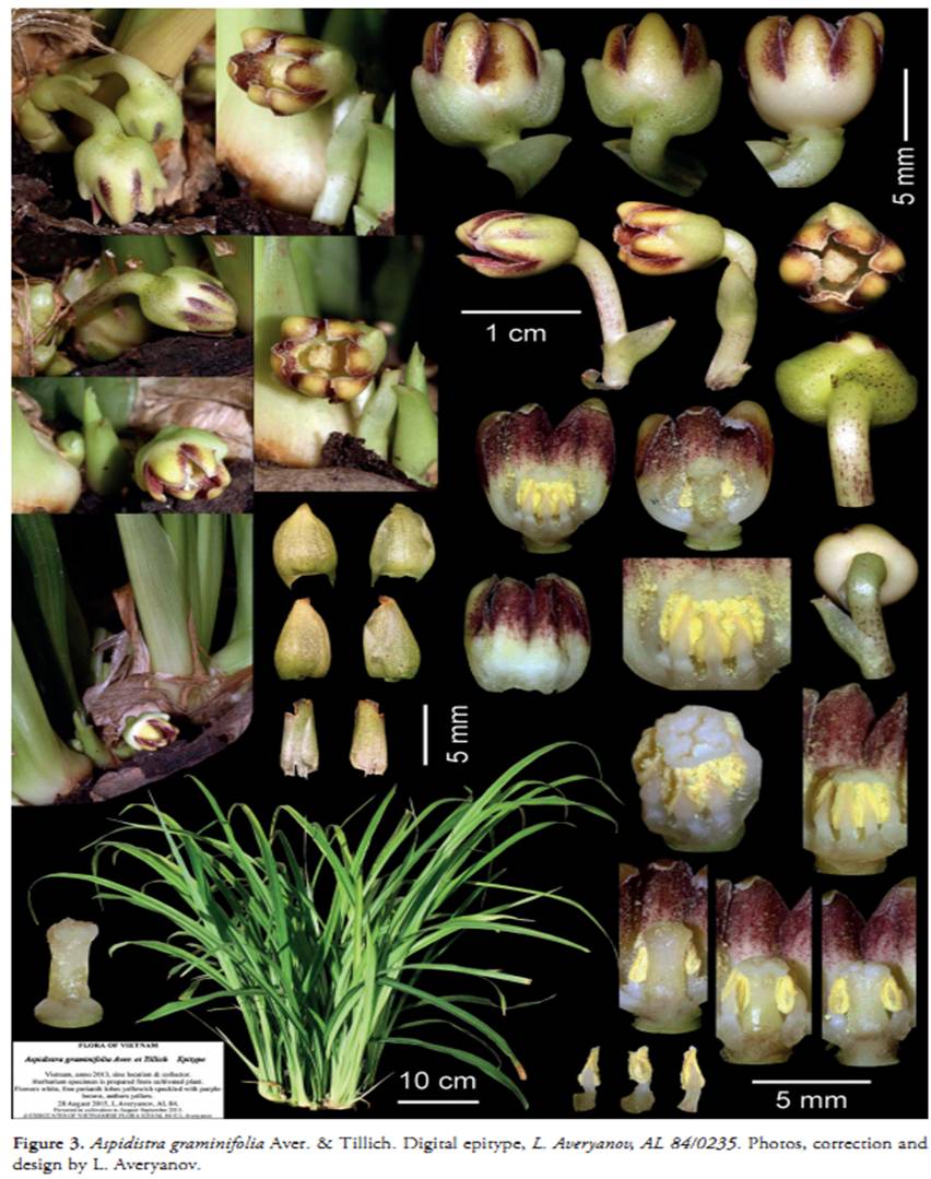 Aspidistra graminifolia on Wulfenia 23 (2016).jpg at www.BotanyVN.com