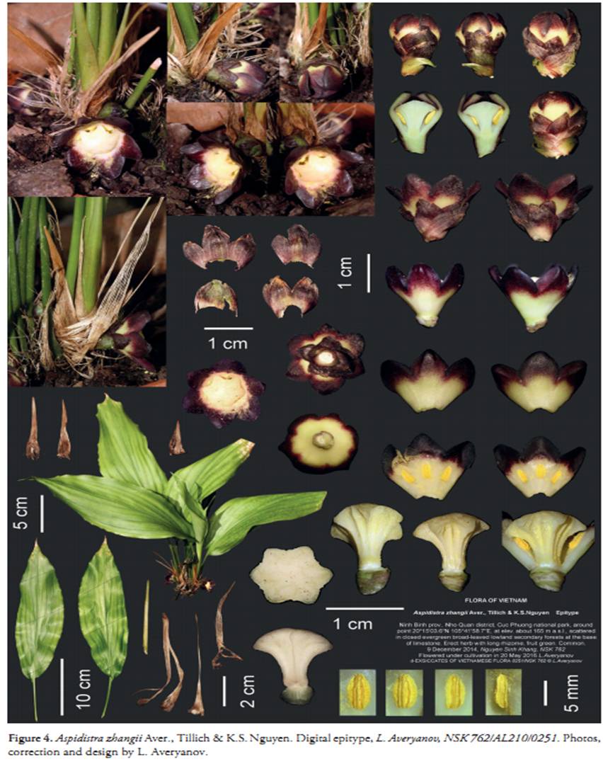 Aspidistra zhangii on Wulfenia 23 (2016) - 1.jpg at www.BotanyVN.com