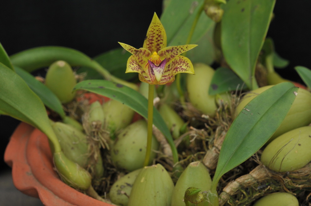 Bulbophyllum coweniorum - TuanNguyen onhup.edu.vn.JPG at www.BotanyVN.com