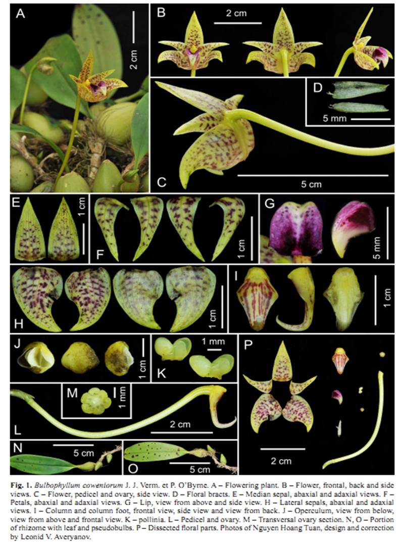 Bulbophyllum coweniorum on Turczaninowia20(1).jpg at www.BotanyVN.com