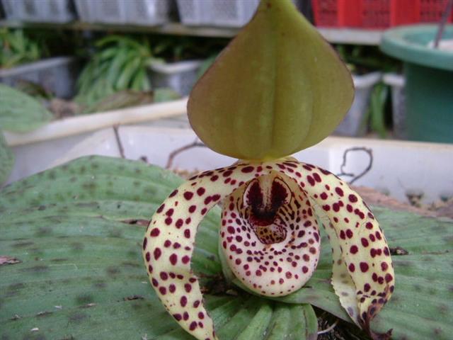 Cypripedium lentiginosum on Orchidspecies.jpg at www.BotanyVN.com