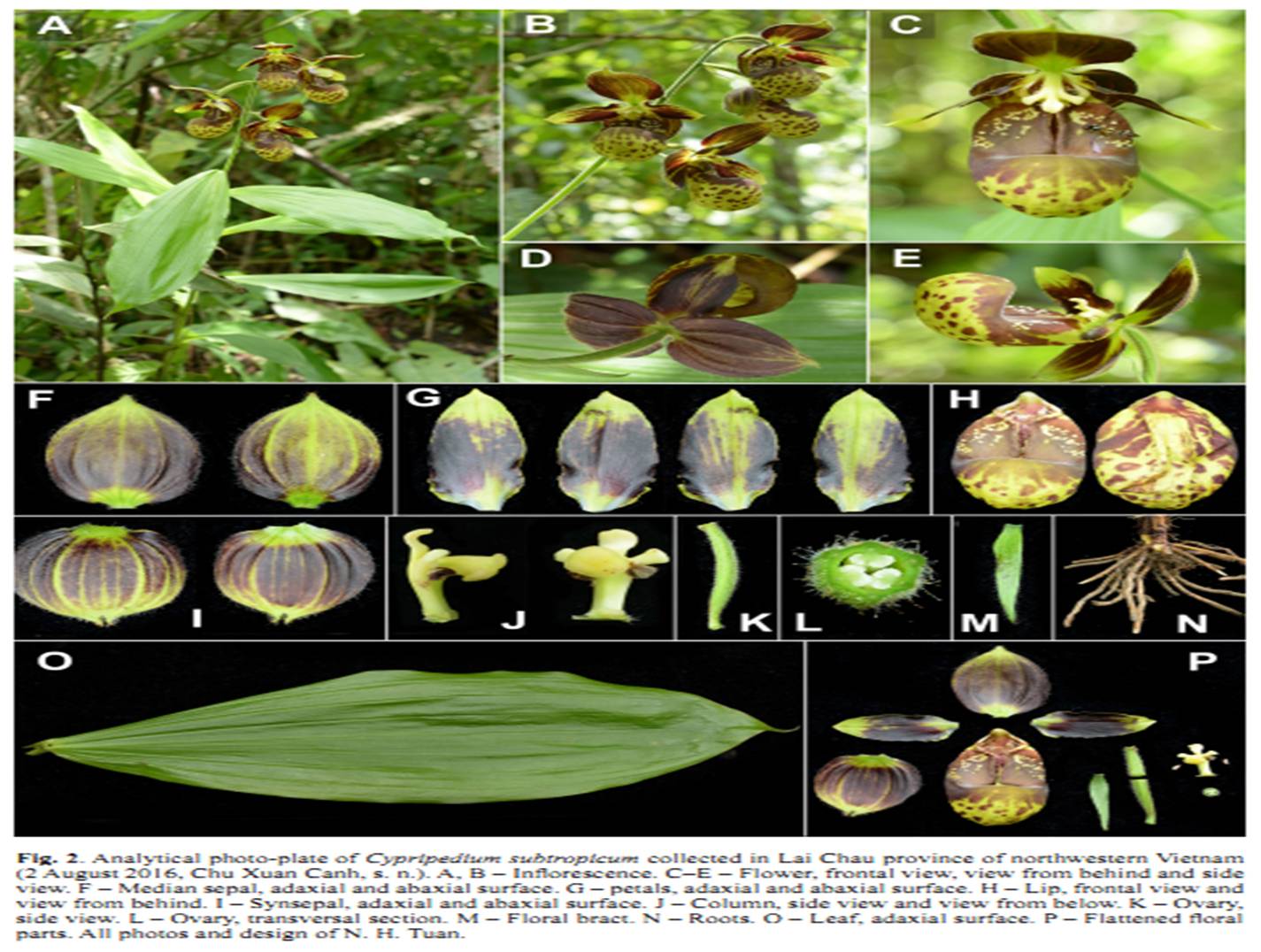 Cypripedium subtropicum on Turczaninowia 20(1).jpg at www.BotanyVN.com