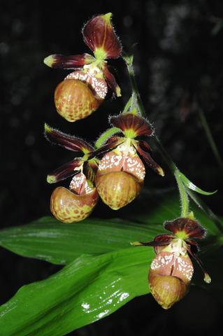Cypripedium subtropicum on cypripedioideae-e-monocot.jpg at www.BotanyVN.com