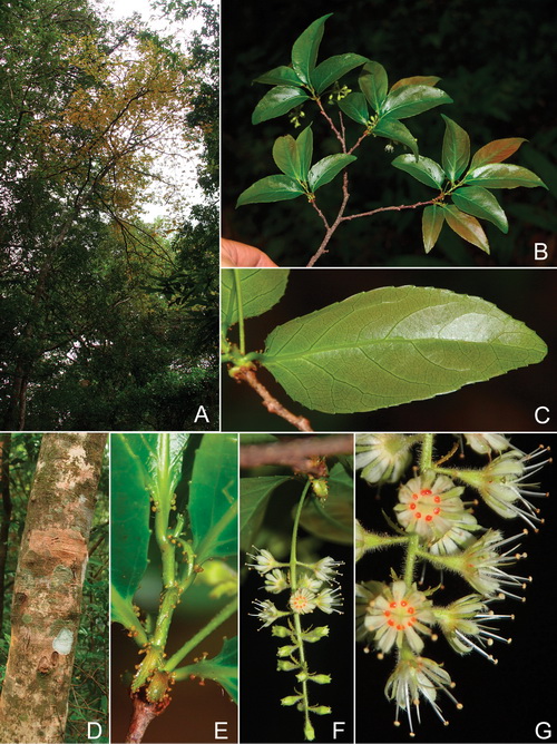 Homalium glandulosum -1-Tagane.jpg at www.BotanyVN.com