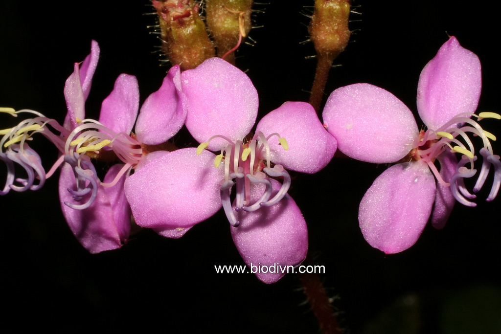 Phyllagathis phamhoangii - Photo by Pham VT (1).jpg at www.BotanyVN.com