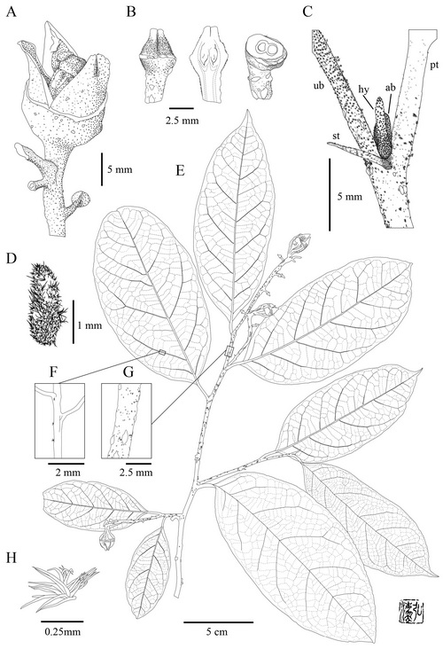 Eustigma honbaense -2-H.Toyama.jpg at www.BotanyVN.com