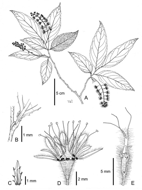 Homalium glandulosum -2-Tagane.jpg at www.BotanyVN.com